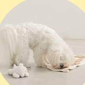 bi17 私の妹おんぶ